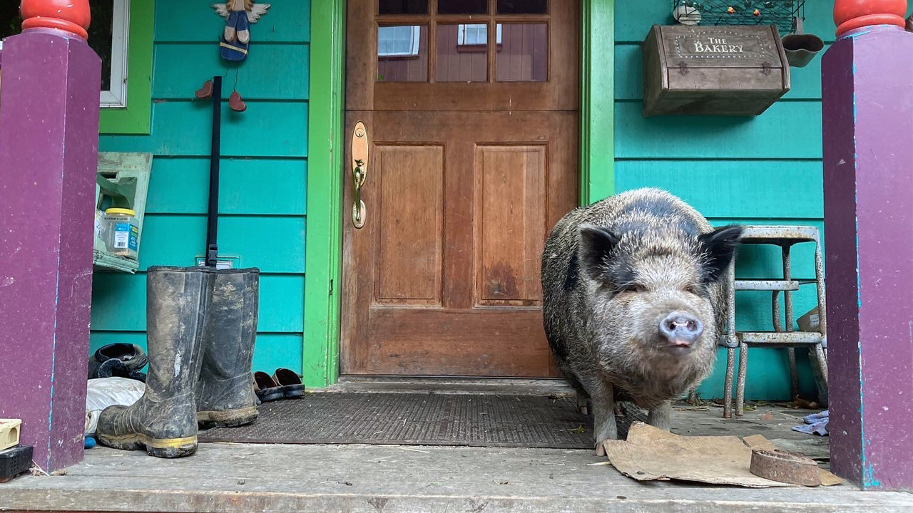 pig on the front porch